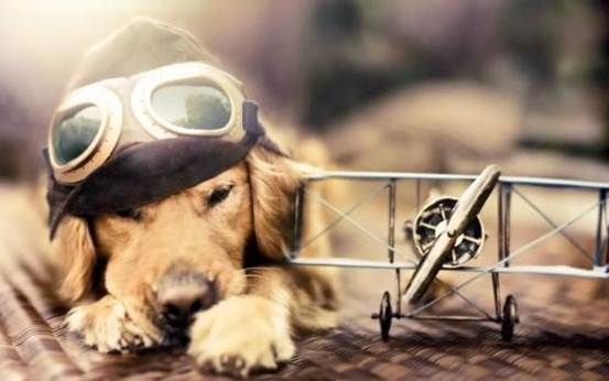RELO PET IMMIGRANT国际宠物托运：爱宠出入境放心之选